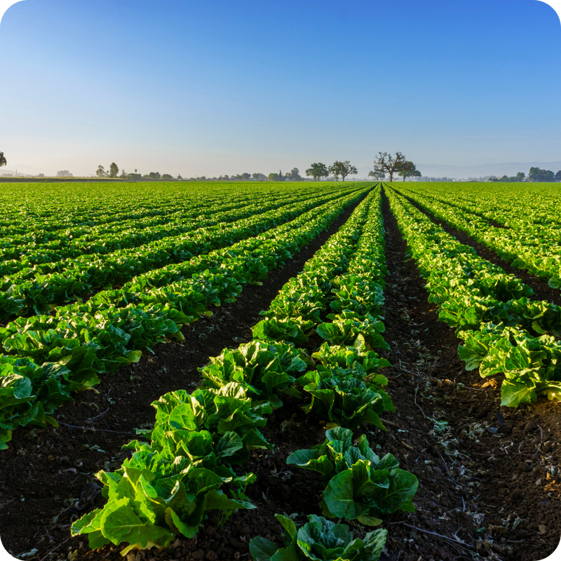 Farm field with rows of green plants under a clear blue sky